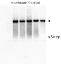 Strep-tag®II-Tag antibodies (polyclonal) in the group Tag Antibodies / Halo/HSV/KT3/Strep at Agrisera AB (Antibodies for research) (AS21 4527)